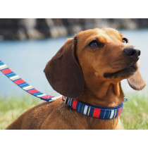 Rex London Dog Collar STRIPES large